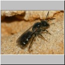 Lasioglossum quadrinotatulum - Furchenbiene 02 7mm Sandgrube Niedringhaussee det.jpg